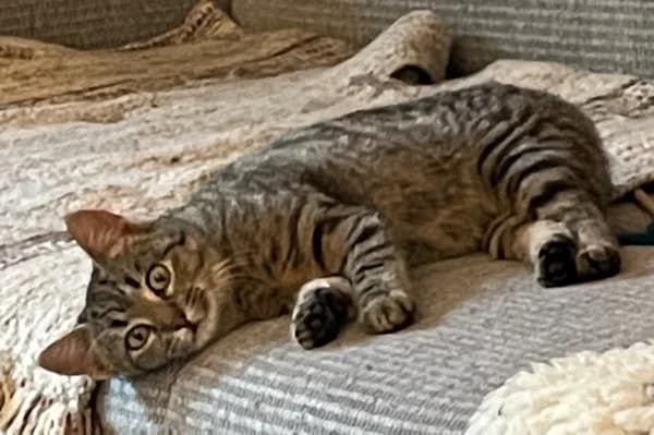 Frieda, female young mixed breed for adoption at Tierschutzverein Reutlingen, Reutlingen