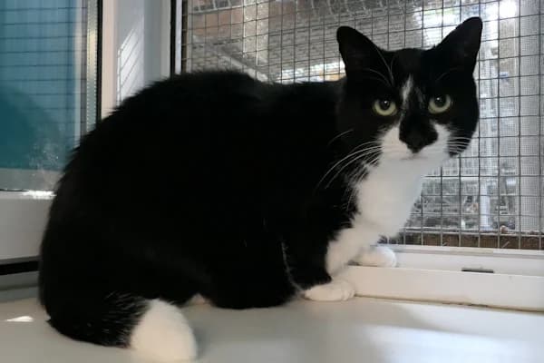 Lotte, female 6yo mixed breed for adoption at Tierschutzverein Reutlingen, Reutlingen