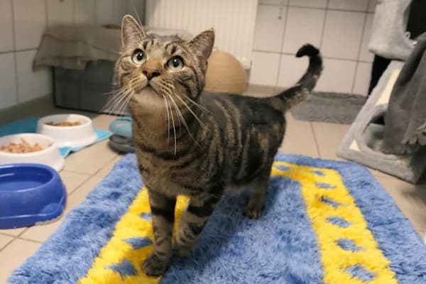 Simba, male 3yo mixed breed for adoption at Tierschutzverein Reutlingen, Reutlingen