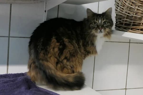 Estelle, female 5yo mixed breed for adoption at Tierschutzverein Reutlingen, Reutlingen