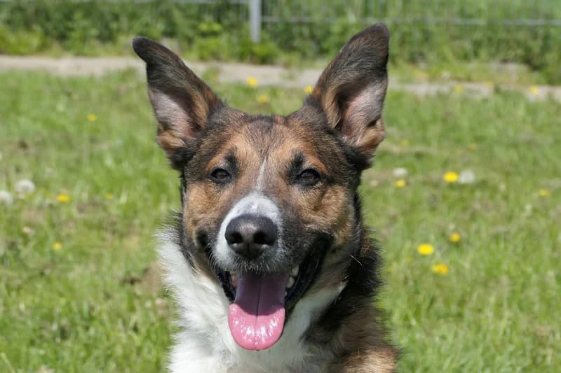 Sano, male young German Shepherd for adoption at Tierschutzverein Reutlingen, Reutlingen