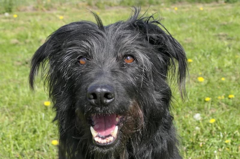 Nomi, female senior mixed breed for adoption at Tierschutzverein Reutlingen, Reutlingen
