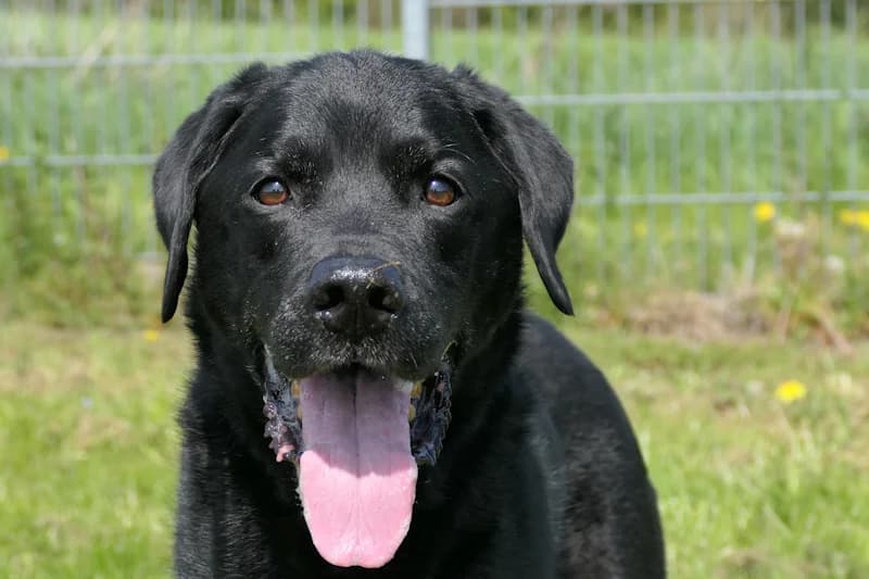 Jupp, male senior Labrador Retriever for adoption at Tierschutzverein Reutlingen, Reutlingen