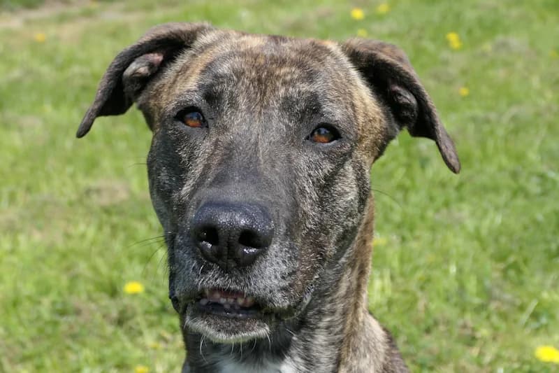 Jesca, female 4yo Mixed Breed for adoption at Tierschutzverein Reutlingen, Reutlingen