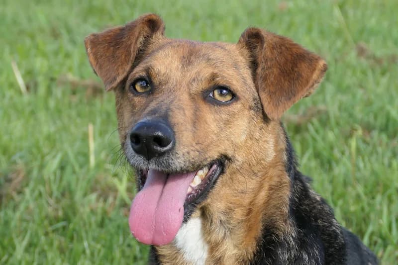Jucka, female young Mixed Breed for adoption at Tierschutzverein Reutlingen, Reutlingen