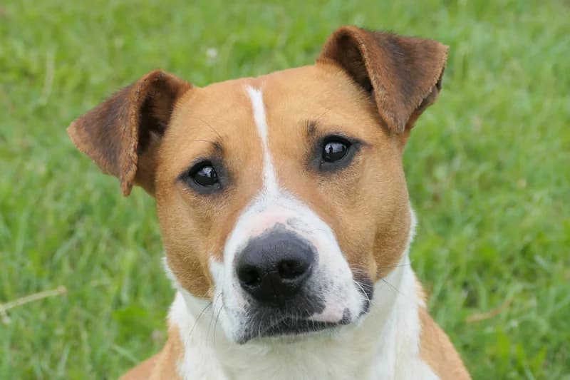 Lepa, female young Mixed Breed for adoption at Tierschutzverein Reutlingen, Reutlingen