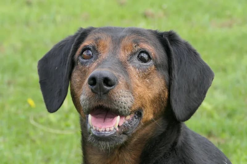 Mathilda, female 7yo Mixed Breed for adoption at Tierschutzverein Reutlingen, Reutlingen