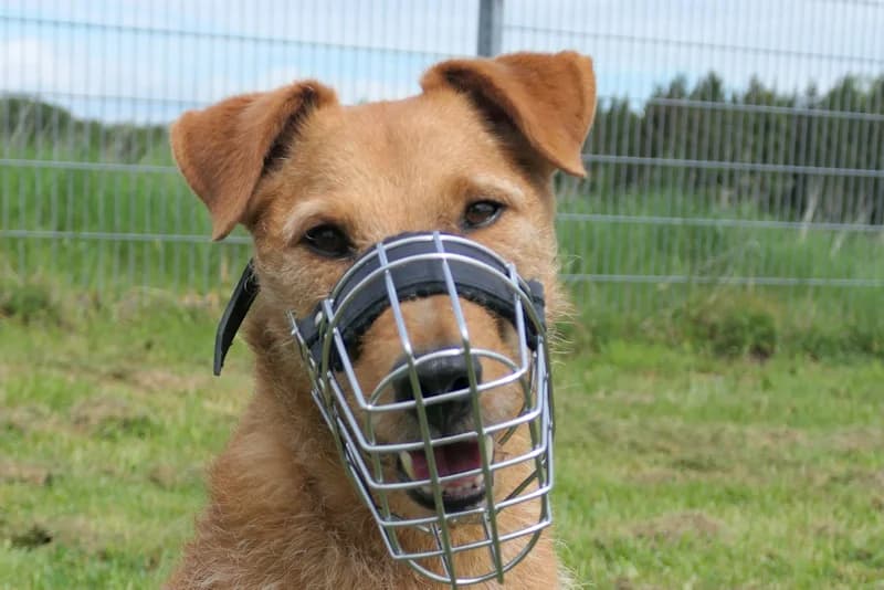 Boris, male 7yo mixed breed for adoption at Tierschutzverein Reutlingen, Reutlingen