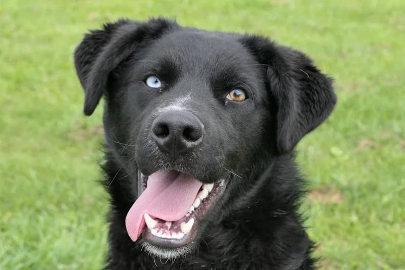 Dean, male puppy Mixed Breed for adoption at Tierschutzverein Reutlingen, Reutlingen