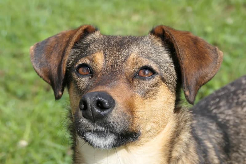 Tasha, female young Mixed Breed for adoption at Tierschutzverein Reutlingen, Reutlingen