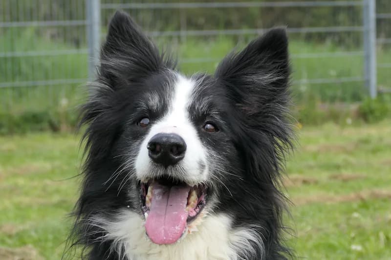 Bert, male 4yo Border Collie for adoption at Tierschutzverein Reutlingen, Reutlingen