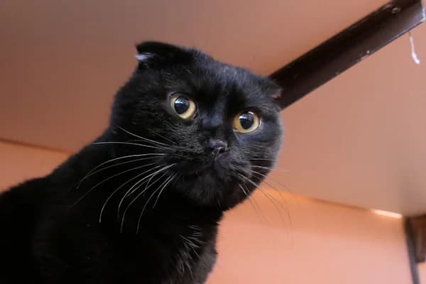 Sir Diesel, male 3yo Scottish Fold for adoption at Tierschutzverein Reutlingen, Reutlingen