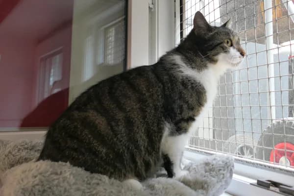 Lien, female senior mixed breed for adoption at Tierschutzverein Reutlingen, Reutlingen