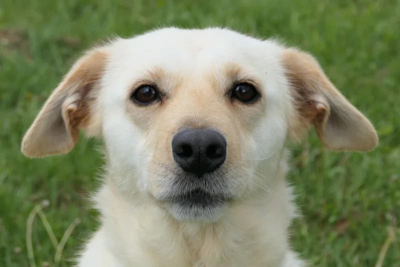 Nena, female young Mixed Breed for adoption at Tierschutzverein Reutlingen, Reutlingen