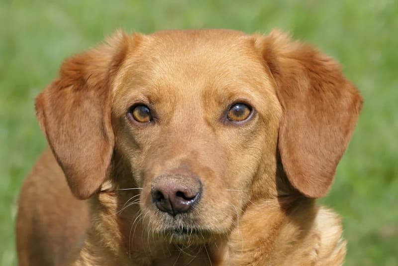 Lola, female young Mixed Breed for adoption at Tierschutzverein Reutlingen, Reutlingen