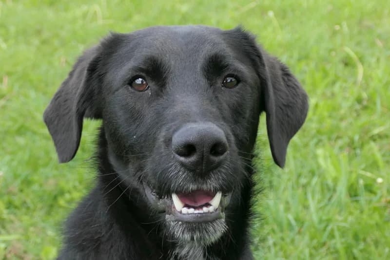Diddy, male puppy Mixed Breed for adoption at Tierschutzverein Reutlingen, Reutlingen