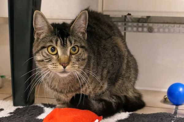 Kesha, female young mixed breed for adoption at Tierschutzverein Reutlingen, Reutlingen