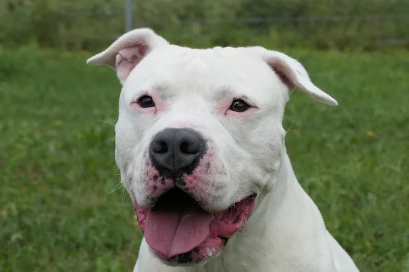 Yuno, male 4yo American Staffordshire Terrier for adoption at Tierschutzverein Reutlingen, Reutlingen