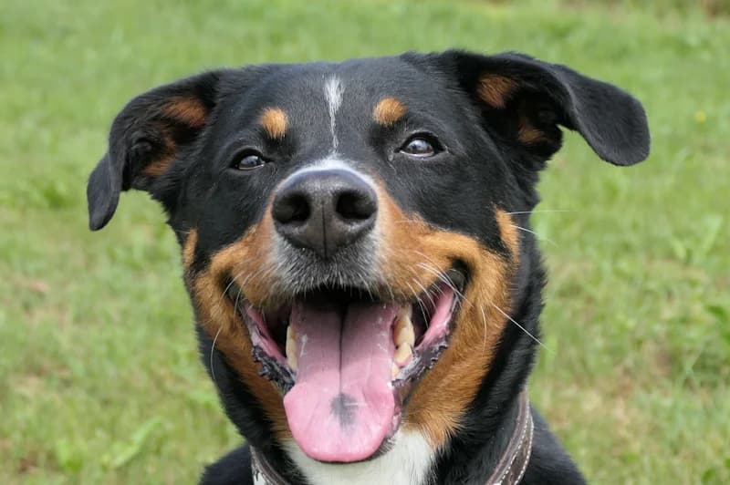 Caruso, male 5yo mixed breed for adoption at Tierschutzverein Reutlingen, Reutlingen