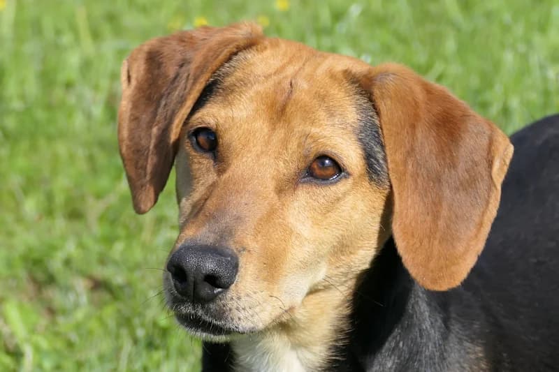 Lara, female 3yo Mixed Breed for adoption at Tierschutzverein Reutlingen, Reutlingen