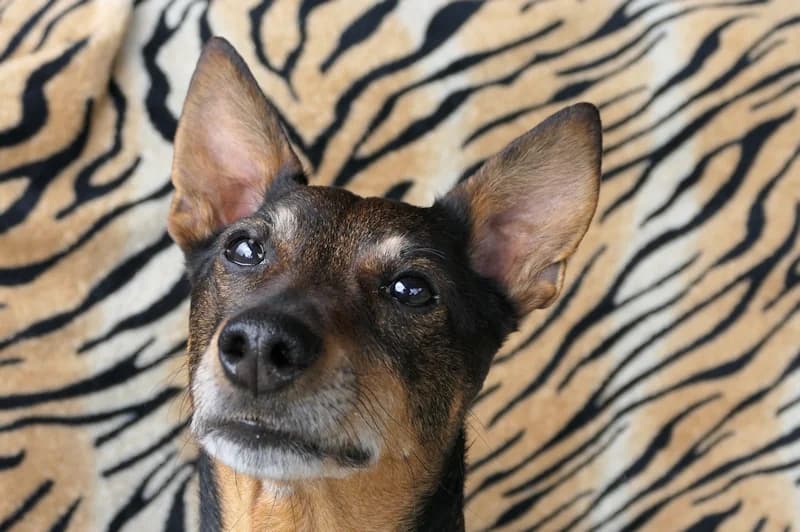 Juri, male 7yo Mixed Breed for adoption at Tierschutzverein Reutlingen, Reutlingen