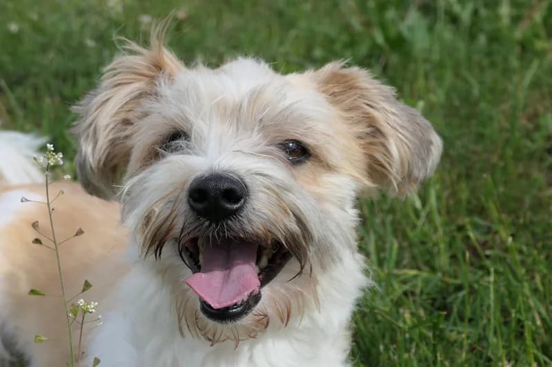 Don Fussel, male 4yo Bichon Frisé for adoption at Tierschutzverein Reutlingen, Reutlingen