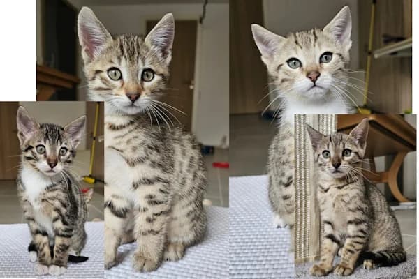 Guido, Gamora, Grimm und Gio, male puppy Bengal for adoption at Tierschutzverein Reutlingen, Reutlingen