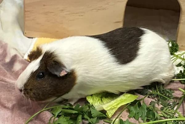 Murcus, female 3yo Mixed Breed for adoption at Tierschutzverein Reutlingen, Reutlingen