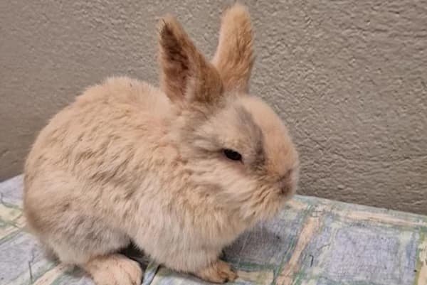 Old Shatterhand, beige male Mixed Breed for adoption at Tierschutzverein Reutlingen, Reutlingen
