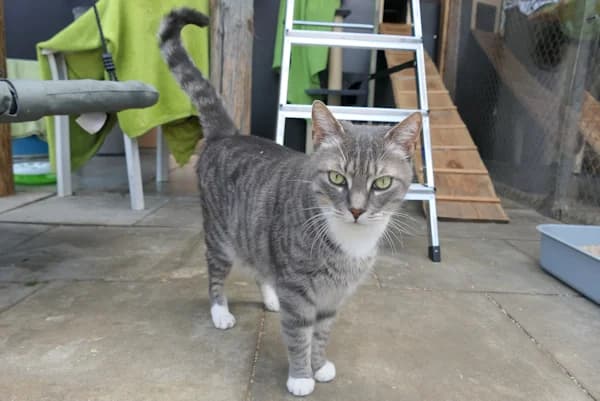 Ludwig, male mixed breed for adoption at Tierschutzverein Reutlingen, Reutlingen