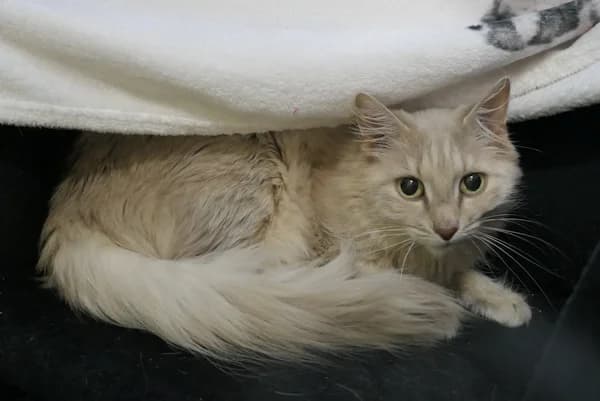 Barbara, female senior mixed breed for adoption at Tierschutzverein Reutlingen, Reutlingen