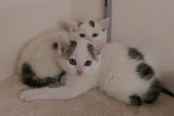 Jaron &amp, male puppy mixed breed for adoption at Tierschutzverein Reutlingen, Reutlingen