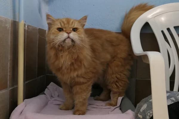 Luis, male senior Persian for adoption at Tierschutzverein Reutlingen, Reutlingen