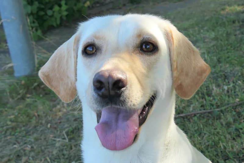 Sansa, female young Labrador Retriever for adoption at Tierschutzverein Reutlingen, Reutlingen