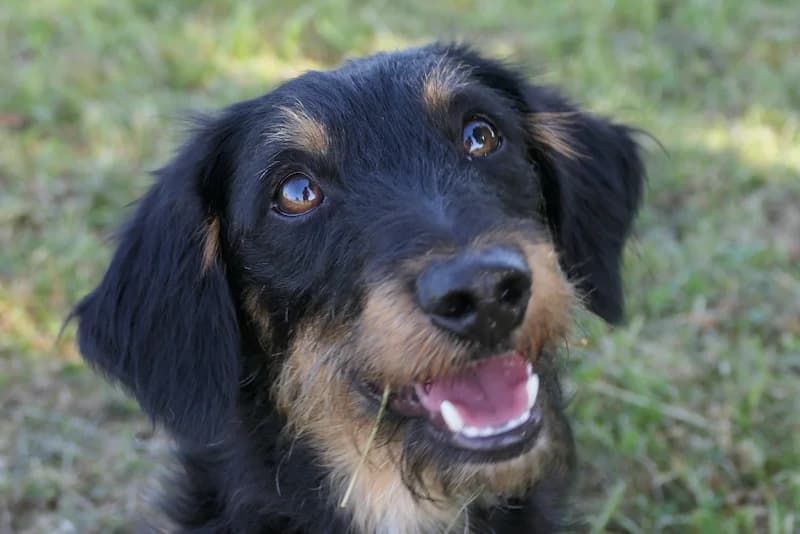 Pippin, male puppy Dachshund for adoption at Tierschutzverein Reutlingen, Reutlingen
