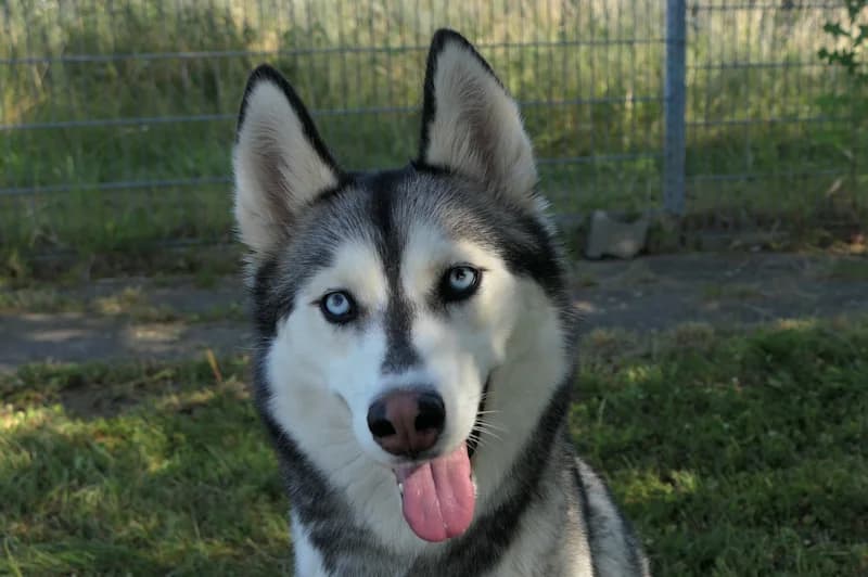 Tina, female 7yo Husky for adoption at Tierschutzverein Reutlingen, Reutlingen