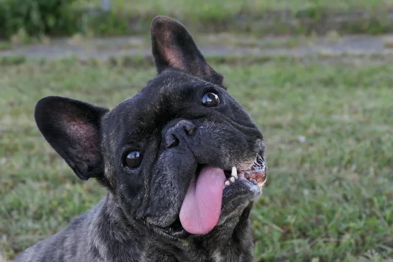 Franz, male senior French Bulldog for adoption at Tierschutzverein Reutlingen, Reutlingen