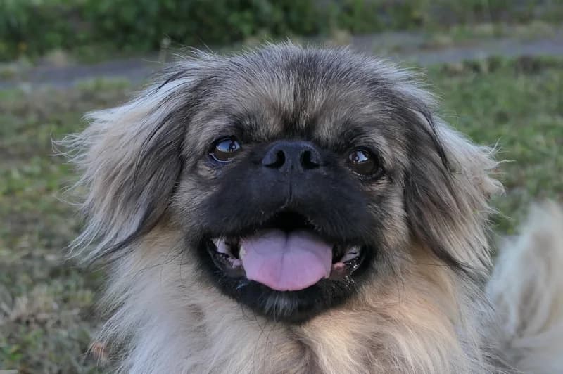 Tyrion, male 3yo mixed breed for adoption at Tierschutzverein Reutlingen, Reutlingen