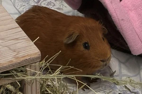 Ron Weasley, braun male young Mixed Breed for adoption at Tierschutzverein Reutlingen, Reutlingen