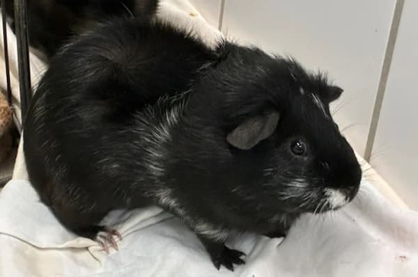Severus Snape, schwarz male young Mixed Breed for adoption at Tierschutzverein Reutlingen, Reutlingen