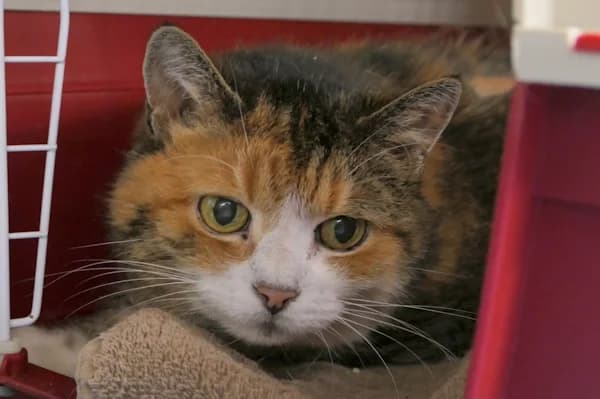 Törtchen, female 6yo mixed breed for adoption at Tierschutzverein Reutlingen, Reutlingen