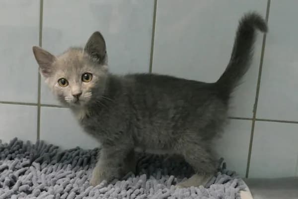 Pinsel, Zilly und Zira, male young mixed breed for adoption at Tierschutzverein Reutlingen, Reutlingen