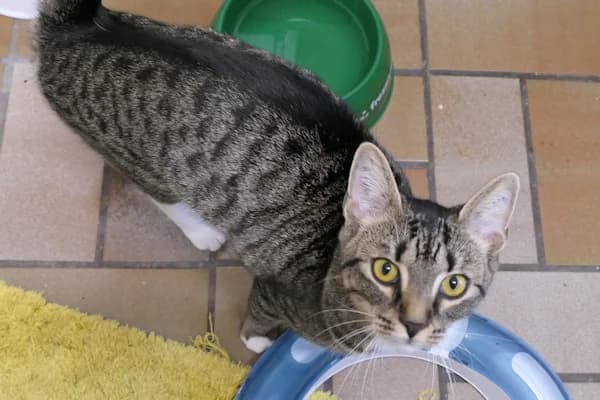 Isabella, female young mixed breed for adoption at Tierschutzverein Reutlingen, Reutlingen
