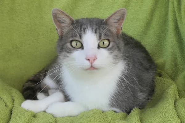 Sid, male mixed breed for adoption at Tierschutzverein Reutlingen, Reutlingen