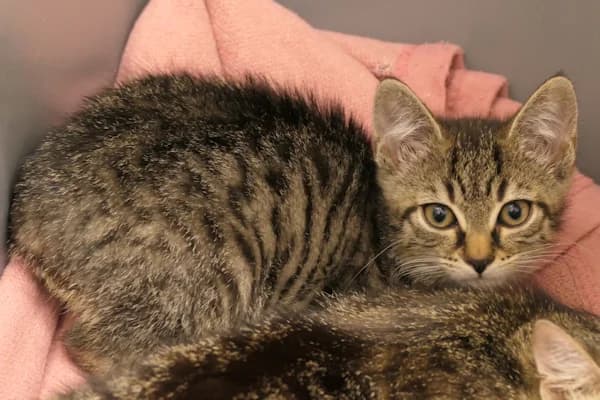 Toni &amp, male puppy mixed breed for adoption at Tierschutzverein Reutlingen, Reutlingen