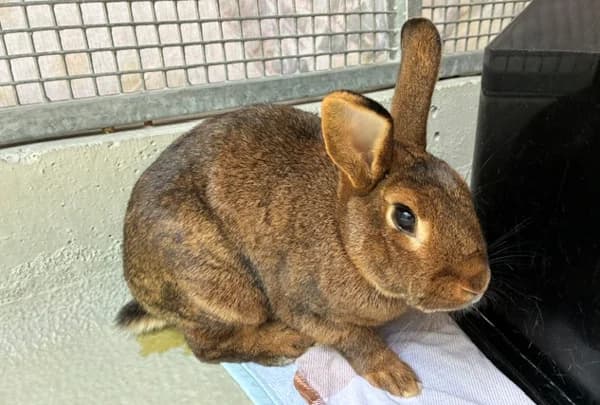 Obito, braun male 4yo Mixed Breed for adoption at Tierschutzverein Reutlingen, Reutlingen