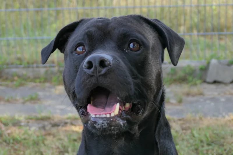 Darwin, male young Rottweiler for adoption at Tierschutzverein Reutlingen, Reutlingen