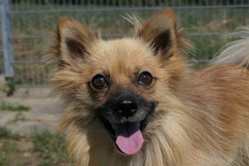 Monty, male young Mixed Breed for adoption at Tierschutzverein Reutlingen, Reutlingen