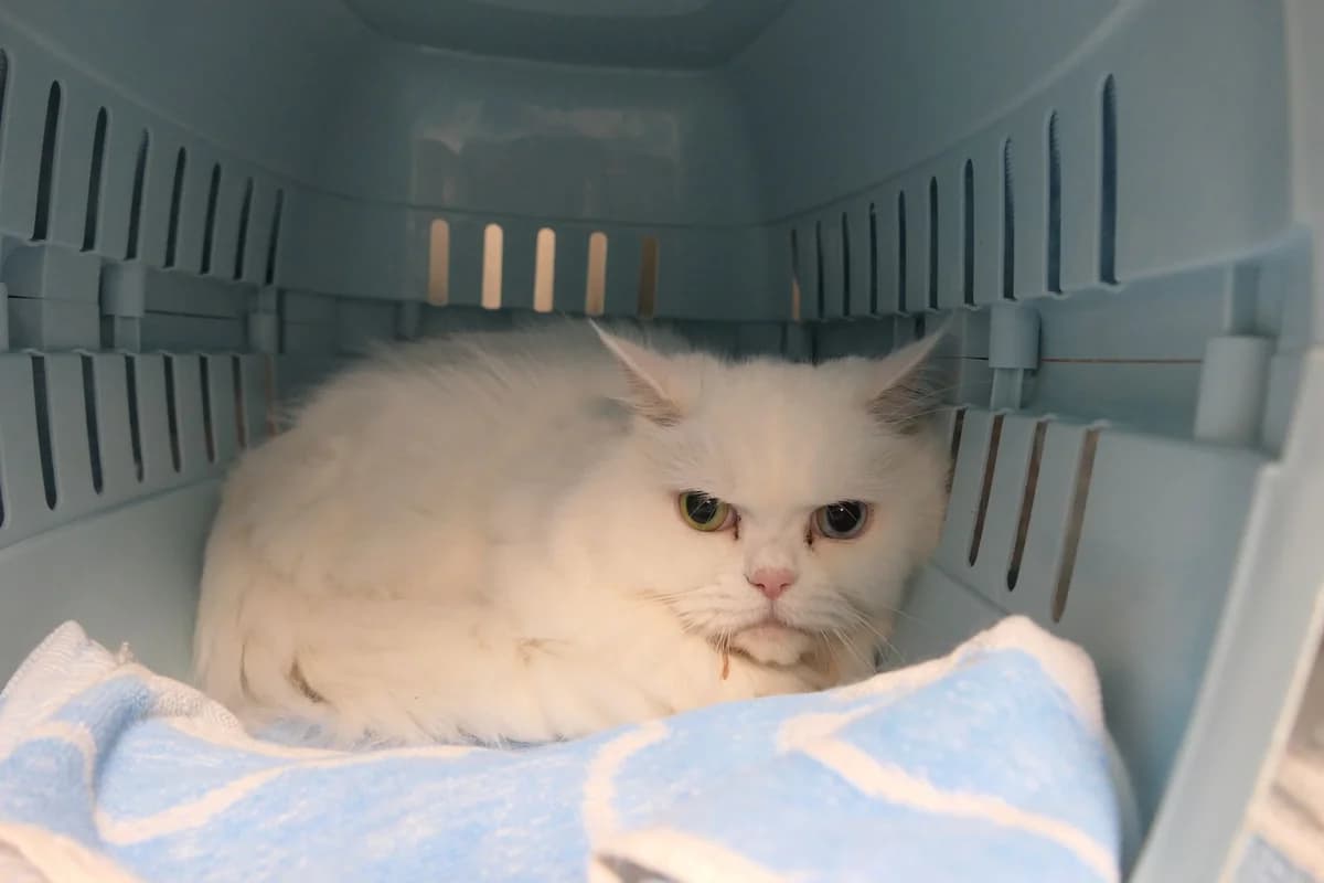 Gerrit, weiß male senior Persian for adoption at Tierschutzverein Reutlingen, Reutlingen