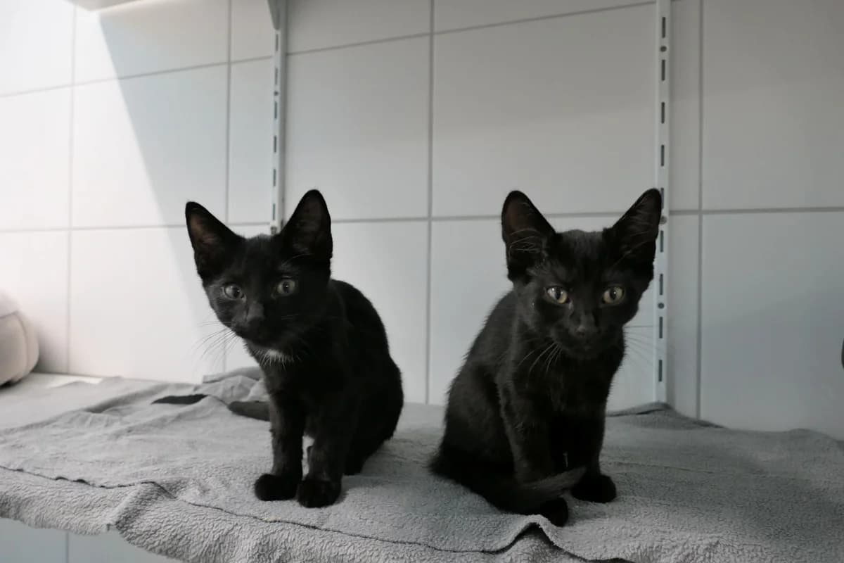 Yusof & Yara, male puppy mixed breed for adoption at Tierschutzverein Reutlingen, Reutlingen